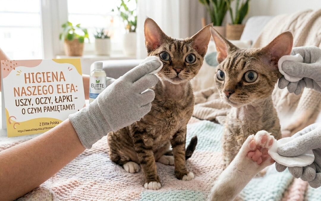 Uszy, oczy i łapki – higiena Devon Rexa, o której zapomina 80% opiekunów
