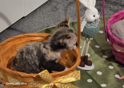 elittepolska devon rex wilkanoc (2)