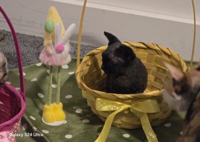 elittepolska devon rex wilkanoc (3)