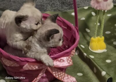elittepolska devon rex wilkanoc (4)