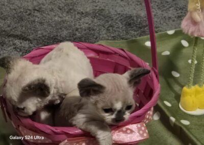 elittepolska devon rex wilkanoc (5)