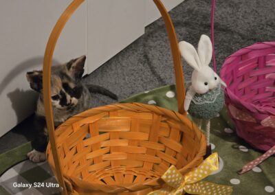 elittepolska devon rex wilkanoc (6)