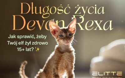 Długość życia Devon Rexa – jak sprawić, żeby Twój elf z dużymi uszami dożył zdrowo 15+ lat