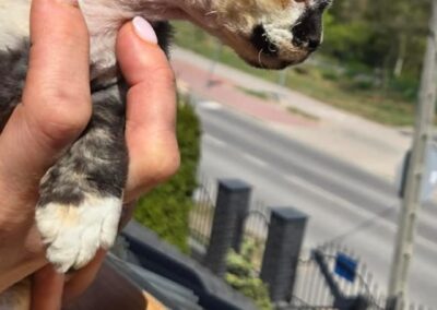 MIOT C Devon Rex Elitte Polska Hodowla Nowe zdjęcia (1)