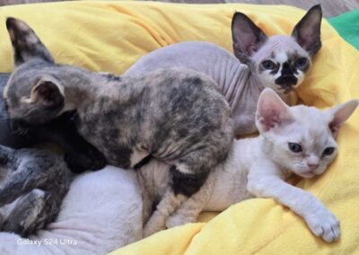 MIOT C Devon Rex Elitte Polska Hodowla Nowe zdjęcia (13)