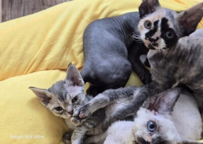 MIOT C Devon Rex Elitte Polska Hodowla Nowe zdjęcia (14)