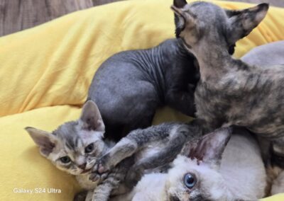 MIOT C Devon Rex Elitte Polska Hodowla Nowe zdjęcia (15)