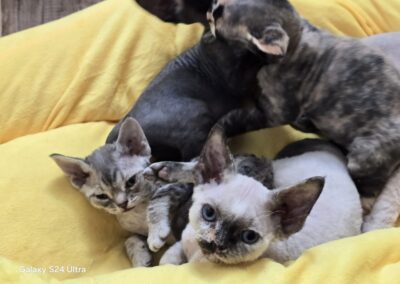 MIOT C Devon Rex Elitte Polska Hodowla Nowe zdjęcia (16)