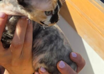 MIOT C Devon Rex Elitte Polska Hodowla Nowe zdjęcia (17)