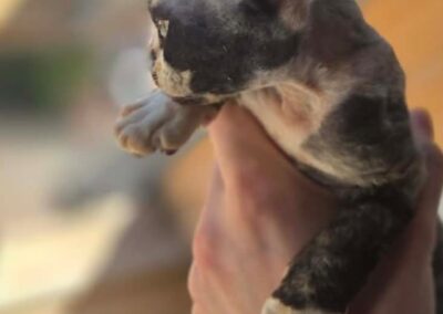 MIOT C Devon Rex Elitte Polska Hodowla Nowe zdjęcia (18)