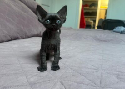 MIOT C Devon Rex Elitte Polska Hodowla Nowe zdjęcia (19)