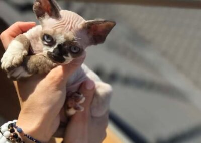 MIOT C Devon Rex Elitte Polska Hodowla Nowe zdjęcia (20)