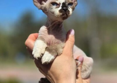 MIOT C Devon Rex Elitte Polska Hodowla Nowe zdjęcia (22)