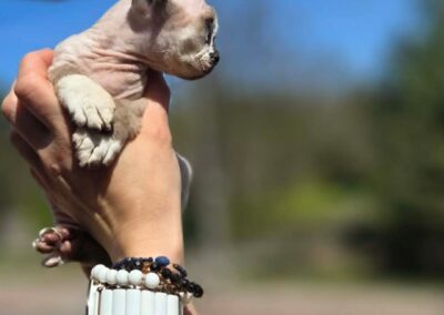 MIOT C Devon Rex Elitte Polska Hodowla Nowe zdjęcia (23)
