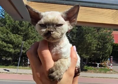 MIOT C Devon Rex Elitte Polska Hodowla Nowe zdjęcia (24)