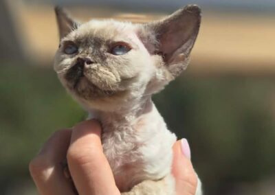 MIOT C Devon Rex Elitte Polska Hodowla Nowe zdjęcia (25)
