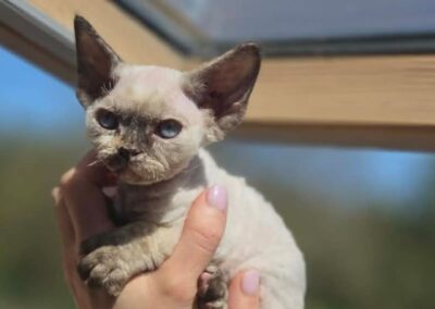MIOT C Devon Rex Elitte Polska Hodowla Nowe zdjęcia (26)