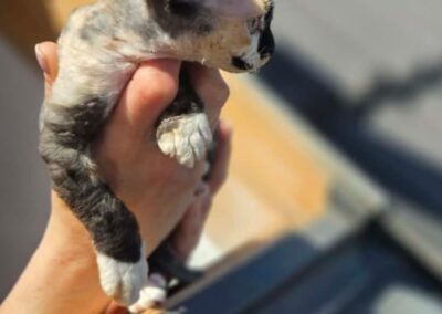 MIOT C Devon Rex Elitte Polska Hodowla Nowe zdjęcia (27)