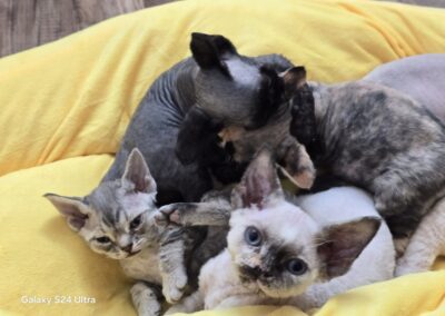 MIOT C Devon Rex Elitte Polska Hodowla Nowe zdjęcia (28)
