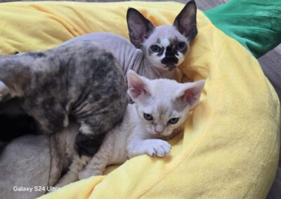 MIOT C Devon Rex Elitte Polska Hodowla Nowe zdjęcia (29)