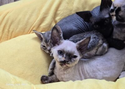MIOT C Devon Rex Elitte Polska Hodowla Nowe zdjęcia (30)