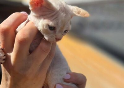 MIOT D Devon Rex Elitte Polska Hodowla Nowe zdjęcia (2)