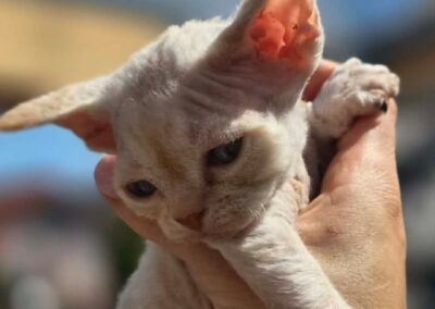 MIOT D Devon Rex Elitte Polska Hodowla Nowe zdjęcia (3)