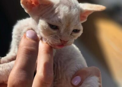 MIOT D Devon Rex Elitte Polska Hodowla Nowe zdjęcia (4)