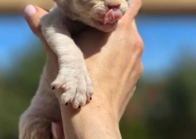 MIOT D Devon Rex Elitte Polska Hodowla Nowe zdjęcia (5)
