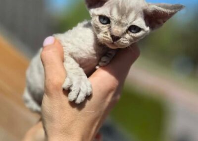 MIOT D Devon Rex Elitte Polska Hodowla Nowe zdjęcia (6)