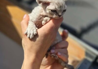MIOT D Devon Rex Elitte Polska Hodowla Nowe zdjęcia (8)