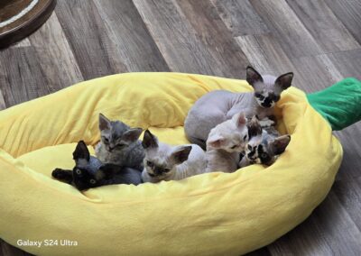 MIOT E Devon Rex Elitte Polska Hodowla Nowe zdjęcia (12)