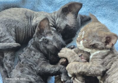 MIOT E Devon Rex Elitte Polska Hodowla Nowe zdjęcia (3)