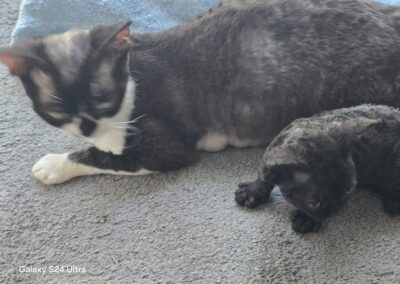 MIOT E Devon Rex Elitte Polska Hodowla Nowe zdjęcia (5)
