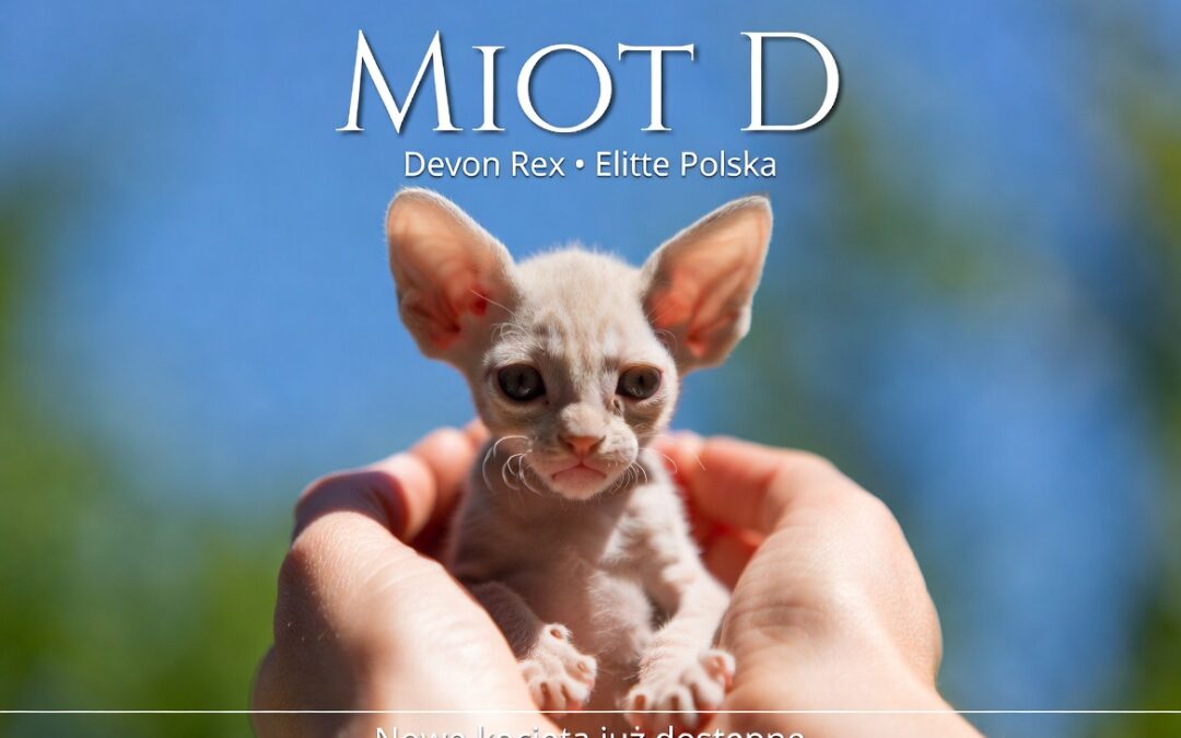 Nowiutkie zdjęcia miotu D! 🐱❤️ Najsłodsze elfy Devon Rex w akcji – Elitte Polska