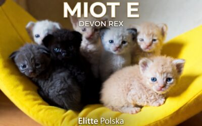 Nowy miot E już rozrabia! 🐱🍌 Słodkie elfiki Devon Rex z Hodowli Elitte Polska