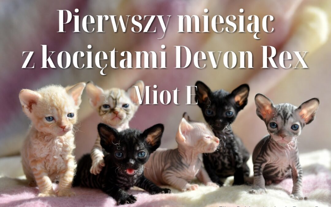 Pierwszy miesiąc z kociętami Devon Rex – co nas najbardziej zaskoczyło w miocie E