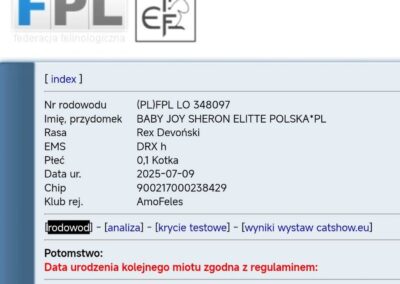 Rodowód Yumi Elitte Polska (1)