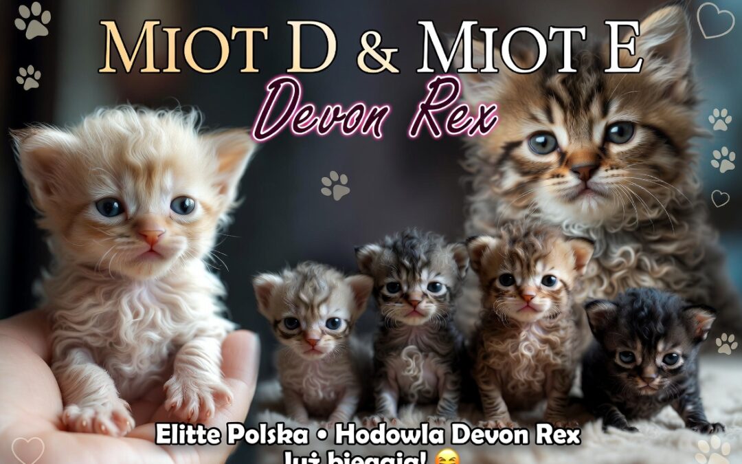 Słodkie szaleństwo! 🐾 Miot D i Miot E Devon Rex – malutkie elfy już biegają!