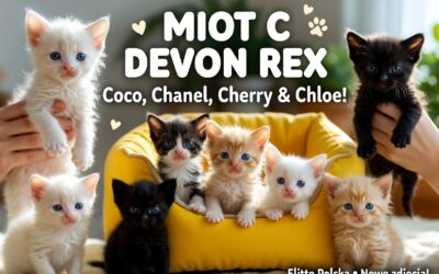 Słodkie szaleństwo miotu C! 🐾 Coco, Chanel, Cherry i Chloe – elfie diabliki z Elitte Polska rosną w oczach!