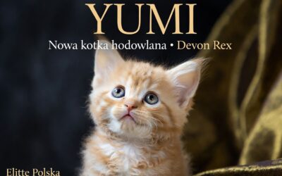 Yumi – nasza nowa, szalonej urody kotka hodowlana Devon Rex! 🐾💙