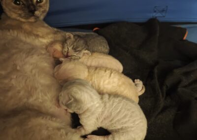elittepolska devon rex Miot D (2)