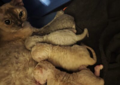 elittepolska devon rex Miot D (4)