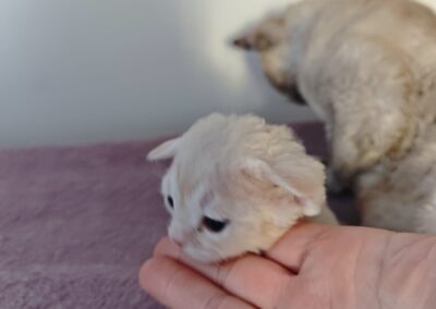 elittepolska devon rex Miot D (5)