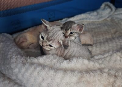 elittepolska devon rex Miot D (6)