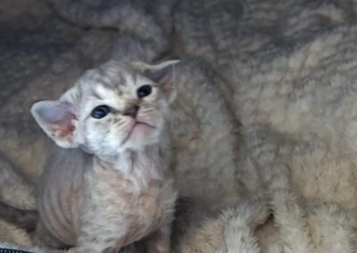 elittepolska devon rex Miot D (7)