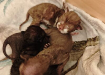 elittepolska devon rex Miot E (1)