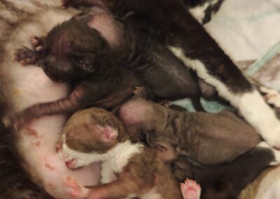 elittepolska devon rex Miot E (2)