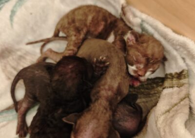 elittepolska devon rex Miot E (4)