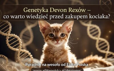 Genetyka Devon Rexów – co warto wiedzieć przed zakupem kociaka